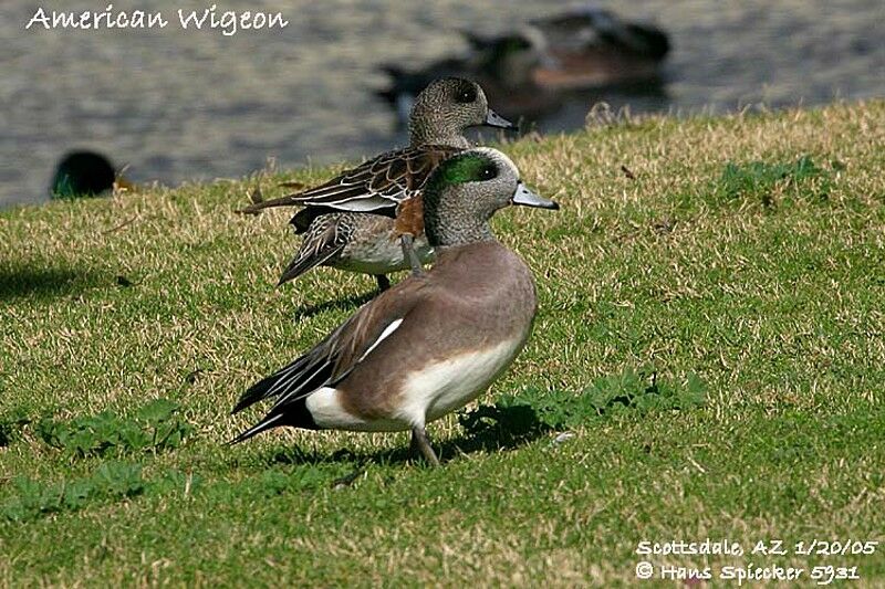 American Wigeon