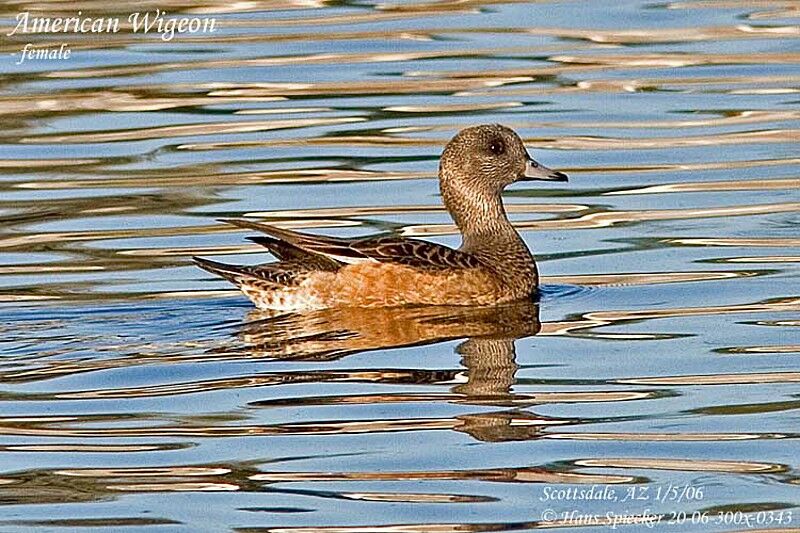 American Wigeon