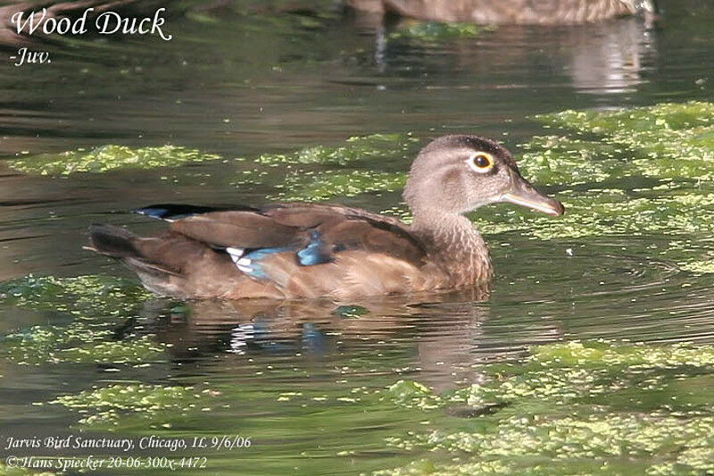 Wood Duck female subadult