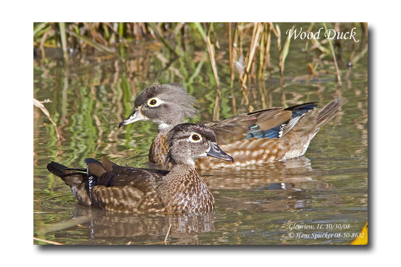 Canard carolin femelle