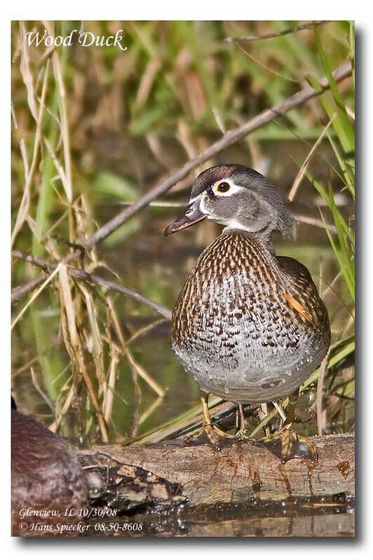 Canard carolin femelle adulte