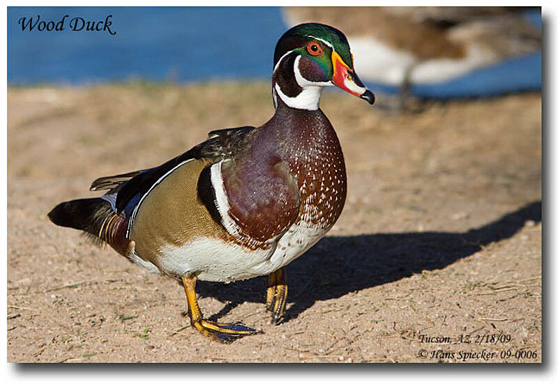 Wood Duck male adult