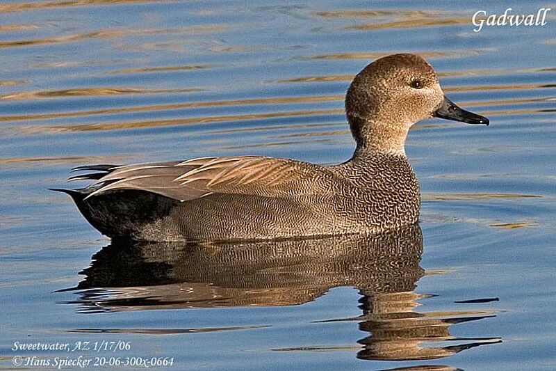 Canard chipeau