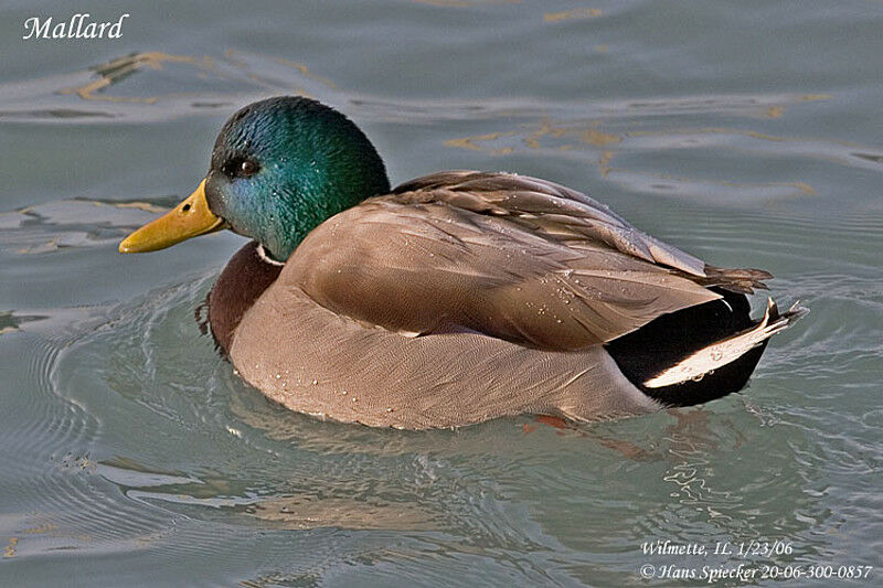 Canard colvert