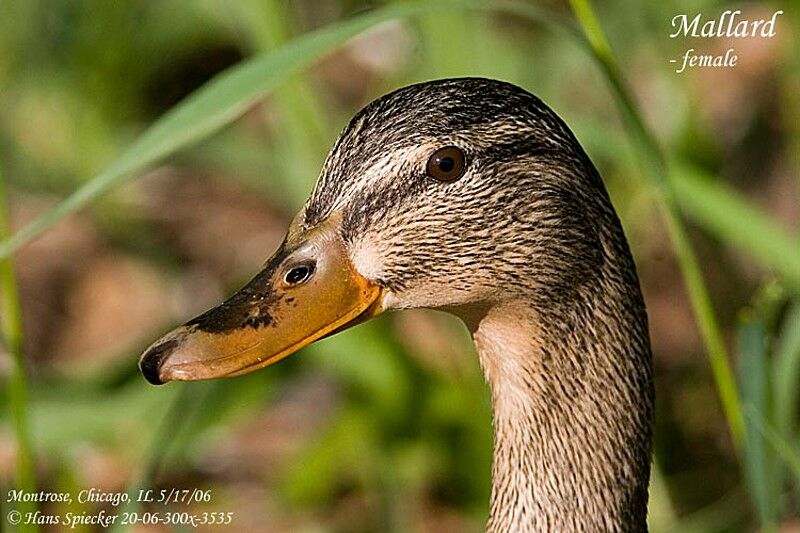 Mallard female adult breeding