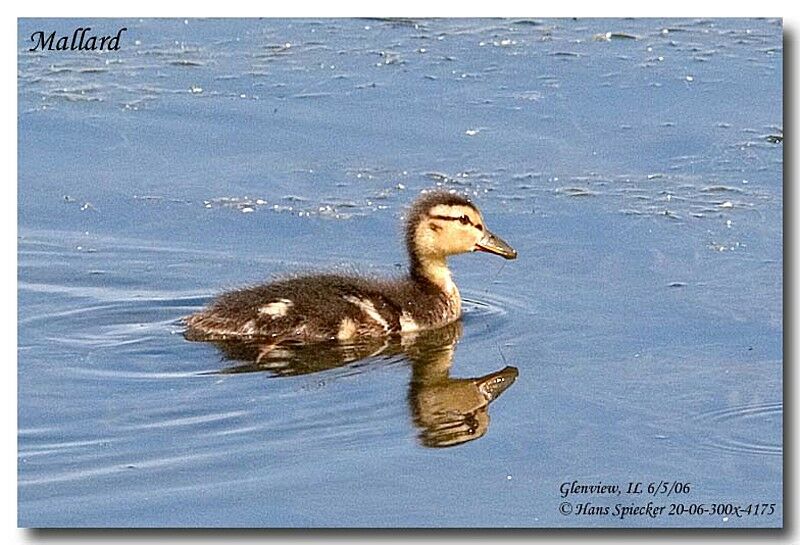 Canard colvertjuvénile