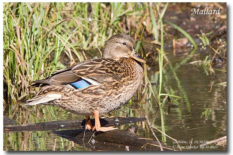 Mallard female adult