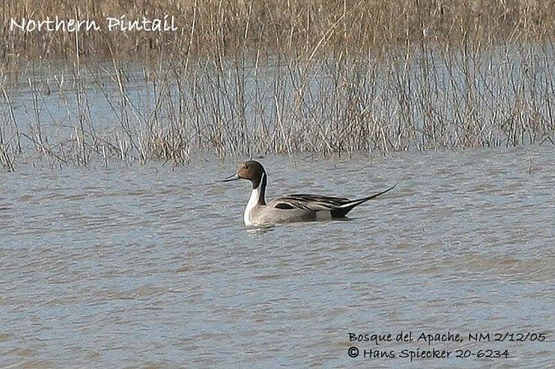 Canard pilet