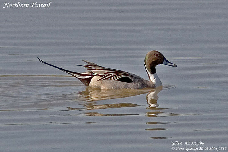 Canard pilet mâle adulte