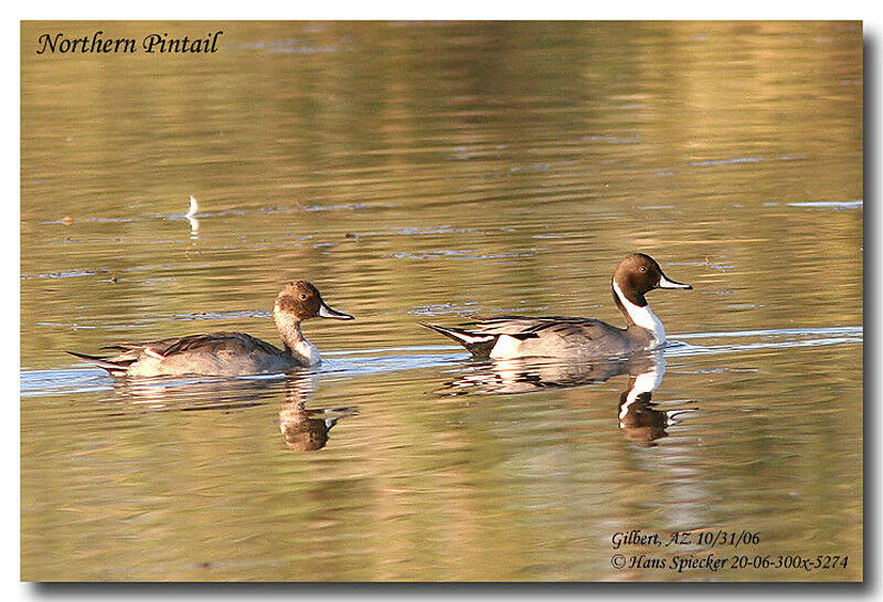 Canard pilet mâle adulte internuptial