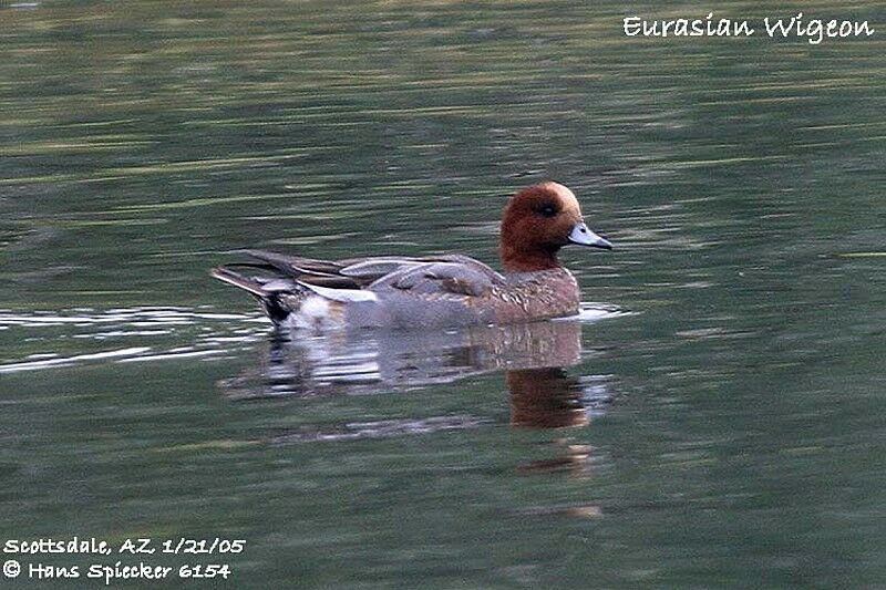 Eurasian Wigeon