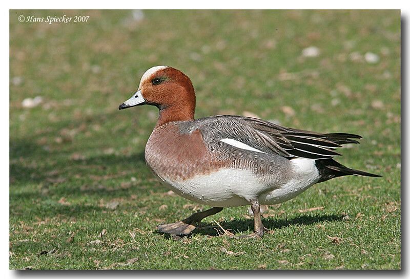 Eurasian Wigeon male adult