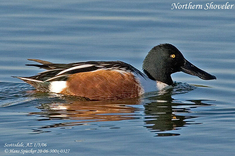 Canard souchet