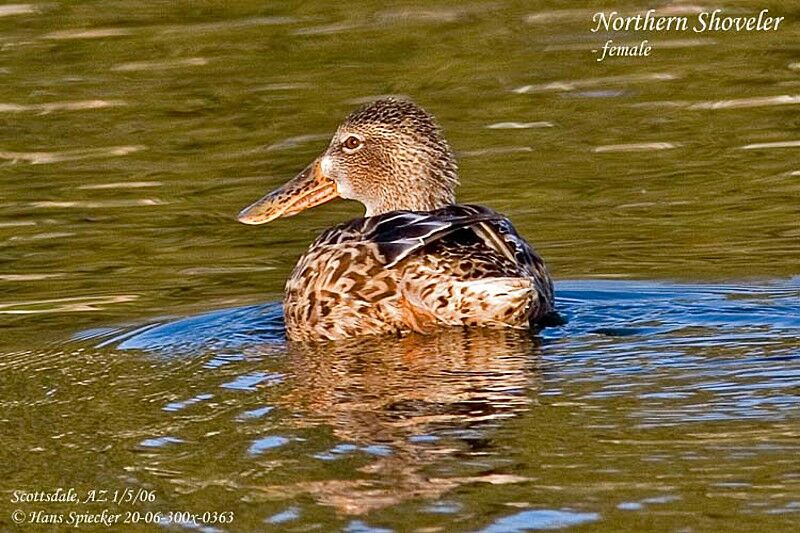 Northern Shoveler