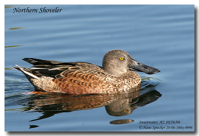 Canard souchet mâle adulte internuptial