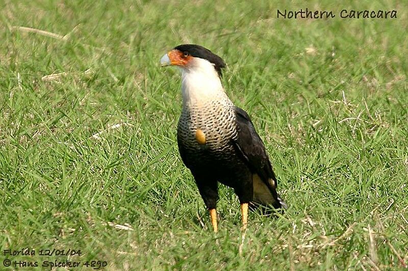 Crested Caracara (cheriway)