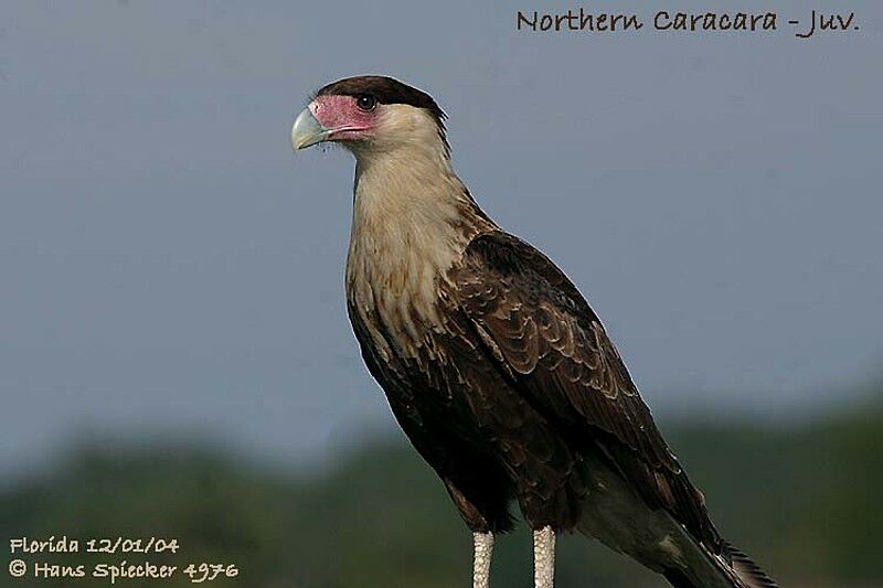 Crested Caracara (cheriway)