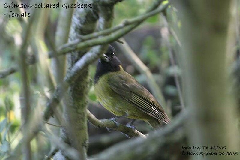 Crimson-collared Grosbeak