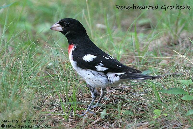 Rose-breasted Grosbeak