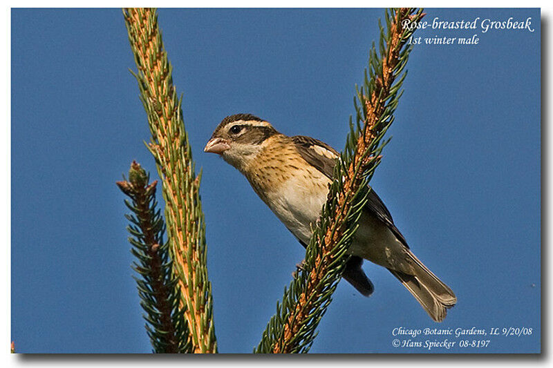 Rose-breasted Grosbeak male First year