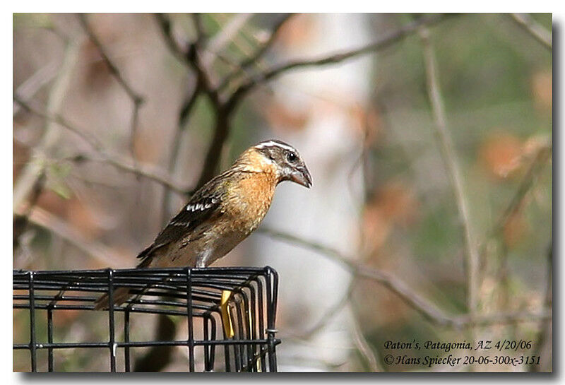 Black-headed Grosbeak male First year