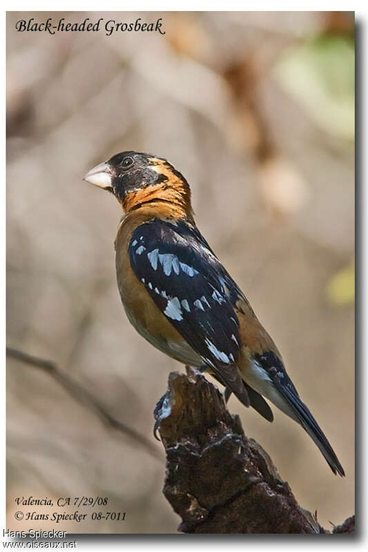 Black-headed Grosbeak male adult, identification