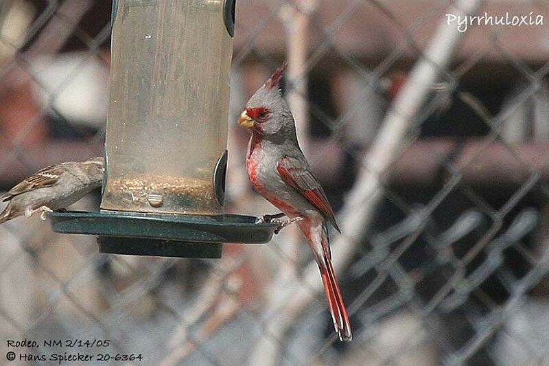 Cardinal pyrrhuloxia