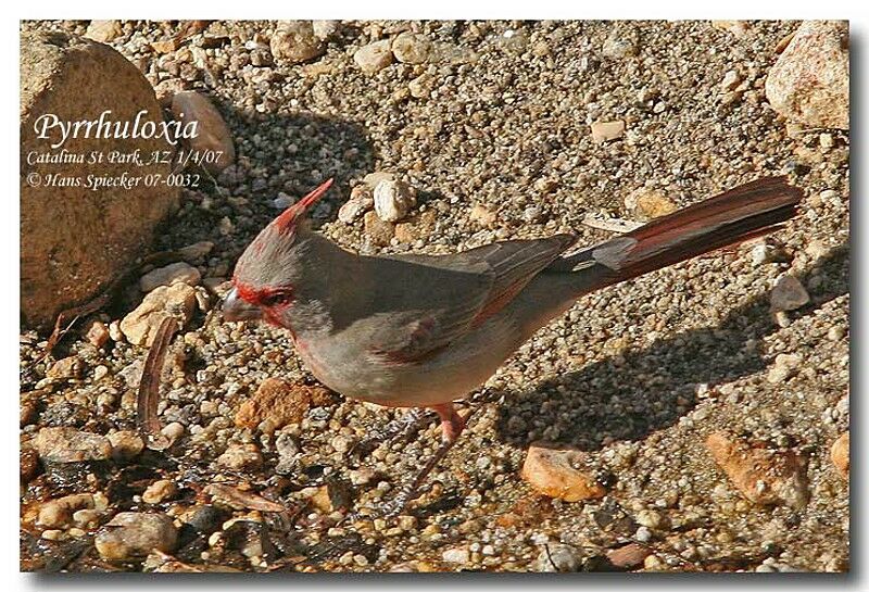 Pyrrhuloxia male adult