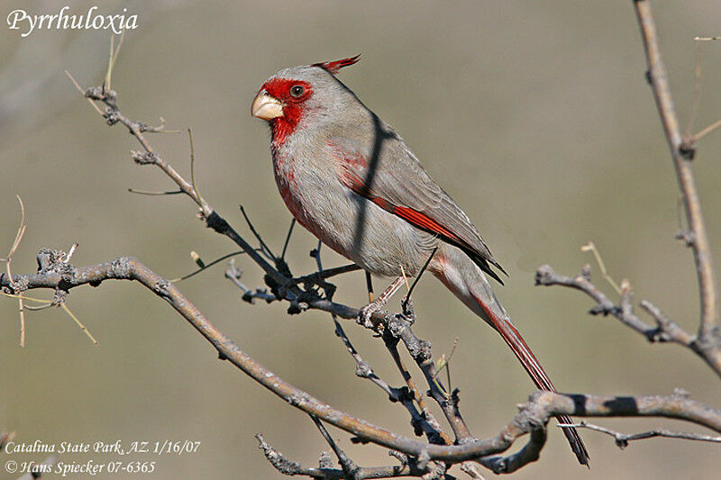 Pyrrhuloxia male adult