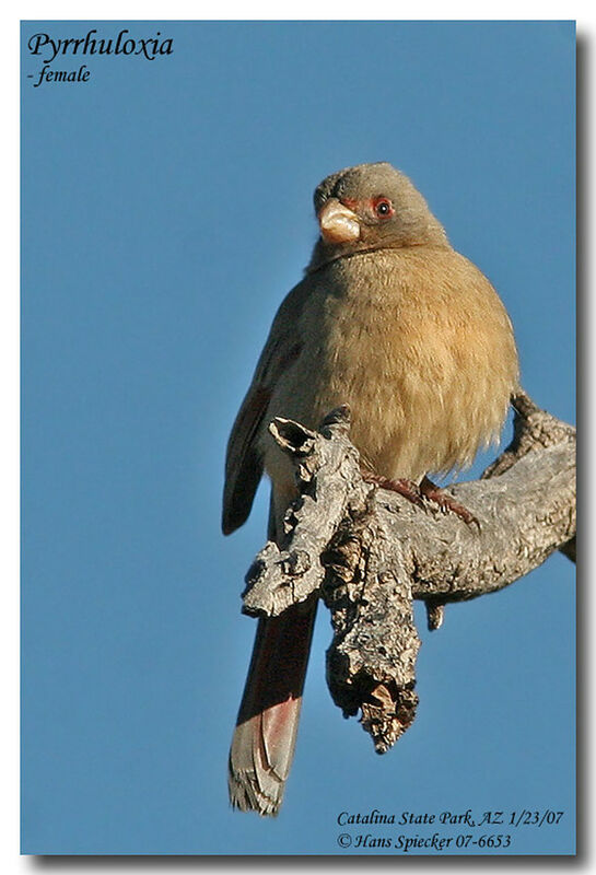 Cardinal pyrrhuloxia femelle adulte