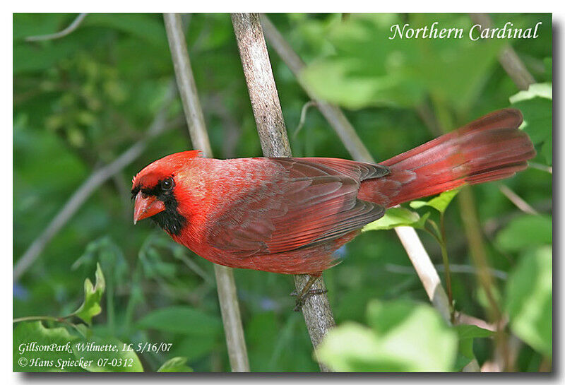 Cardinal rouge mâle adulte