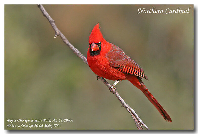 Cardinal rouge mâle adulte