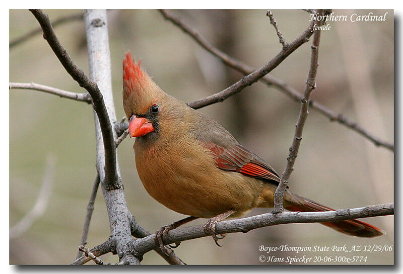 Cardinal rouge