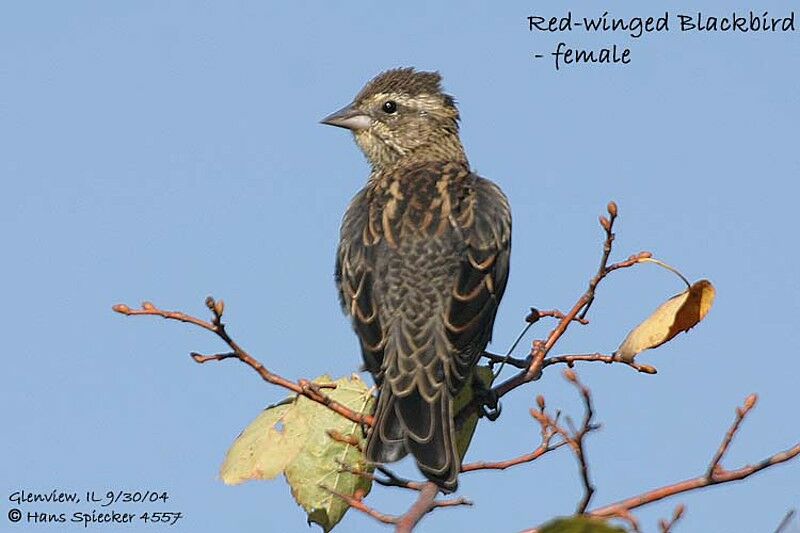 Red-winged Blackbird