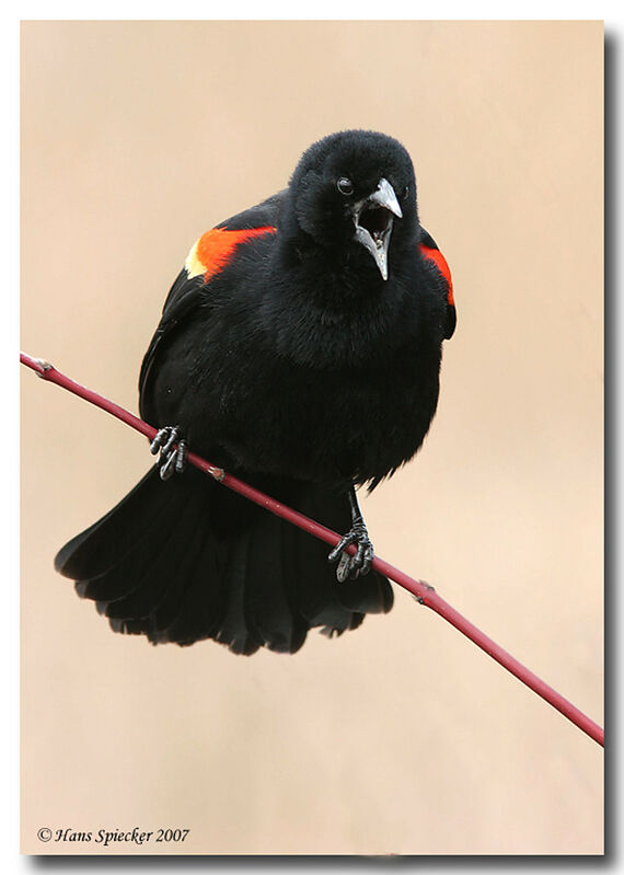 Red-winged Blackbird male adult