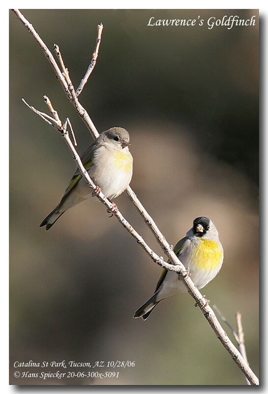 Lawrence's Goldfinch adult