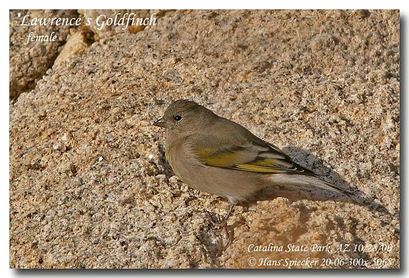 Lawrence's Goldfinch female adult