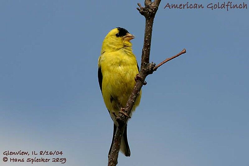 Chardonneret jaune