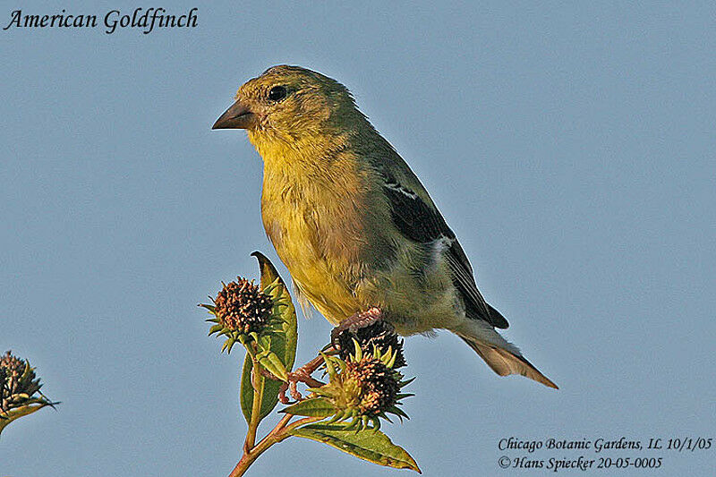 Chardonneret jaune