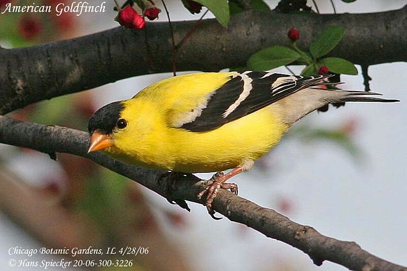 Chardonneret jaune mâle adulte nuptial