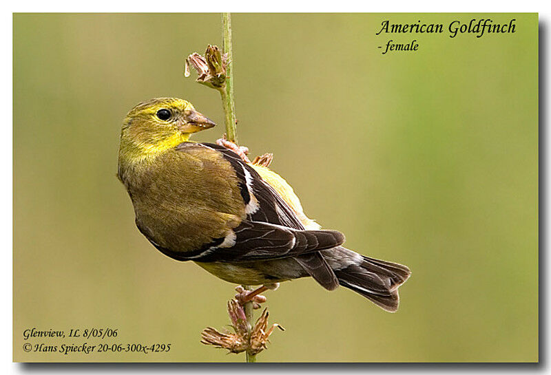 Chardonneret jaune femelle