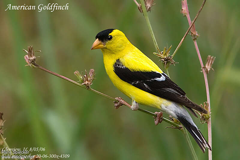 Chardonneret jaune mâle, identification