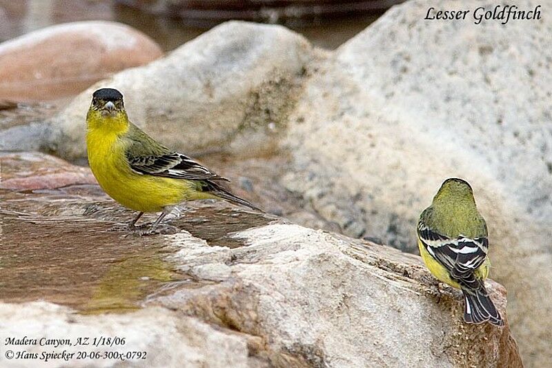 Lesser Goldfinch