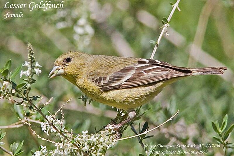 Chardonneret mineur femelle adulte nuptial, identification