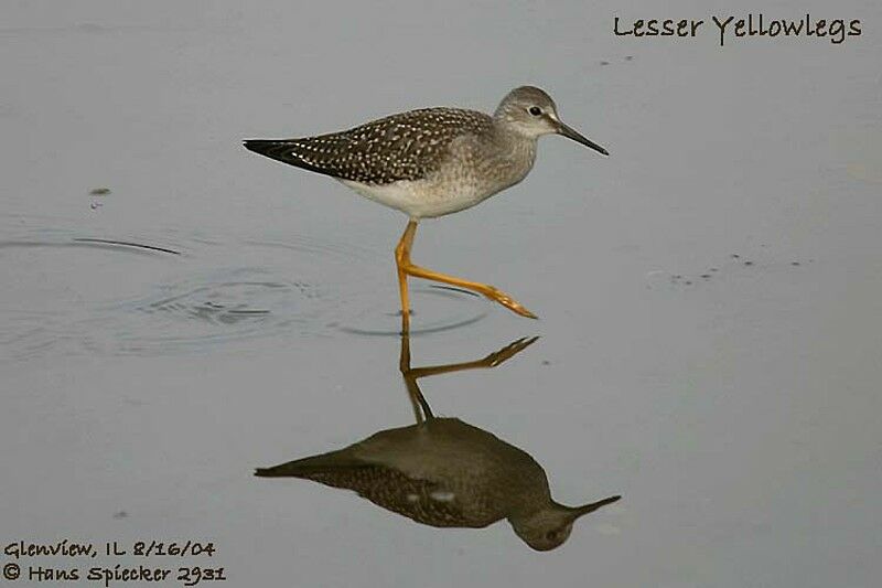 Lesser Yellowlegs