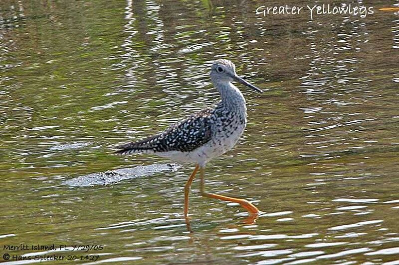 Greater Yellowlegs