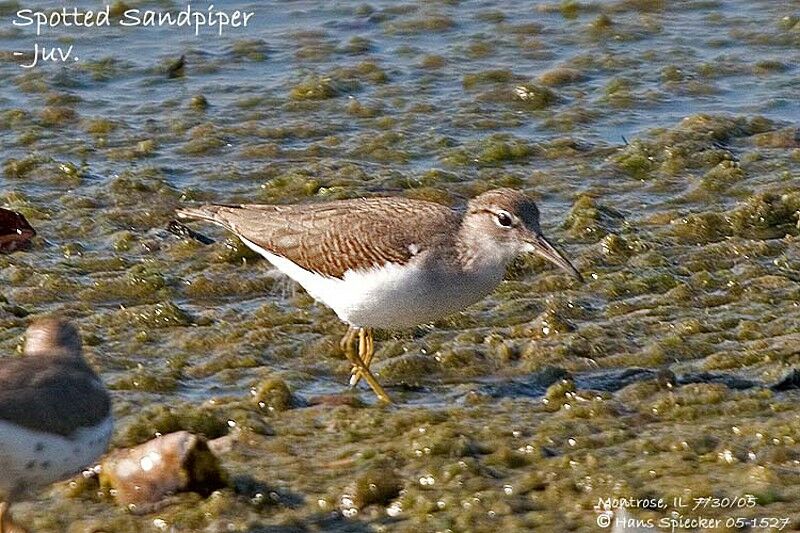 Spotted Sandpiper