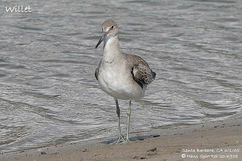 Willet