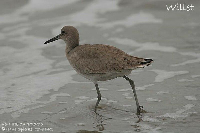 Willet