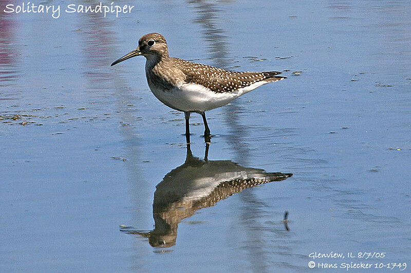 Solitary Sandpiper